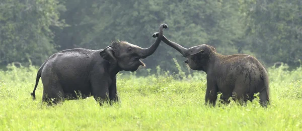 Olifant in Nationaal Park van Sri Lanka — Stockfoto