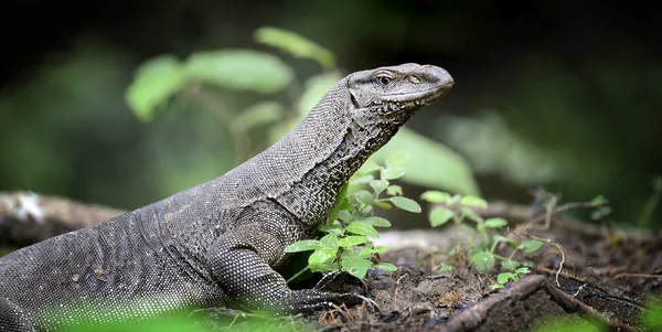 Stor ordningsmanen lizard — Stockfoto