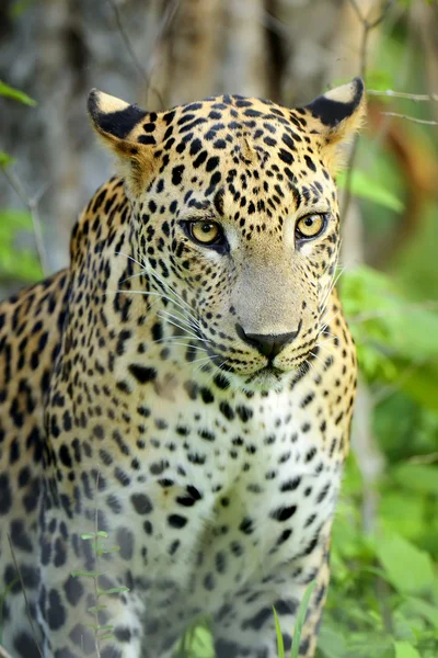 Primer plano leopardo en la naturaleza — Foto de Stock
