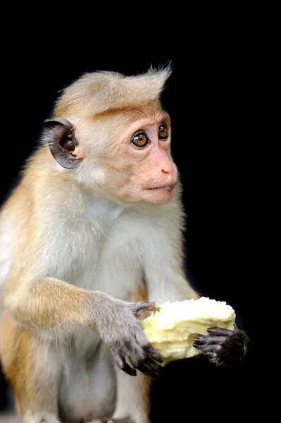 Macaco na natureza viva — Fotografia de Stock
