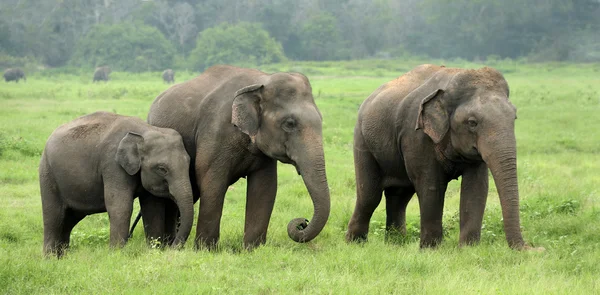 Elefantes en la isla de Sri Lanka — Foto de Stock