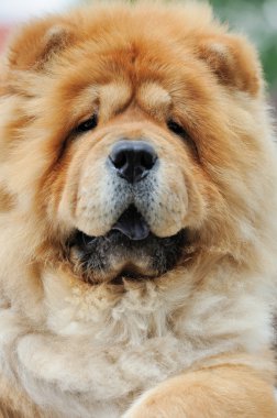 Portre kahverengi chow chow köpek