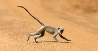 maymun yaşayan doğada