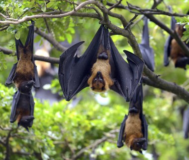 Black flying-foxes (Pteropus alecto) clipart