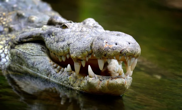 Закрыть крокодила в реке — стоковое фото