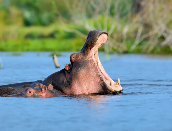 Su aygırı aile (su aygırı amphibius) — Stok fotoğraf