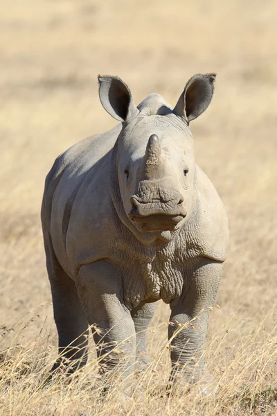 Африканський білий носоріг — стокове фото