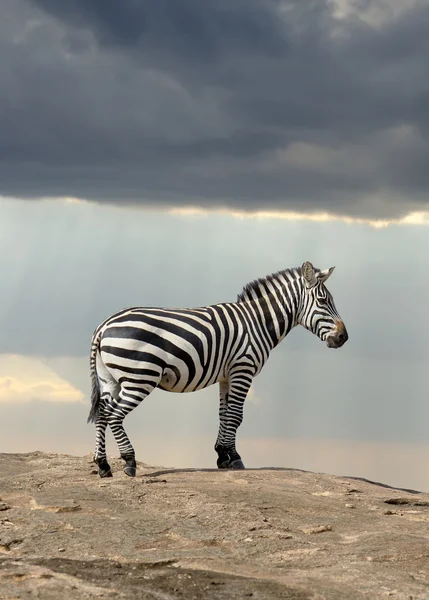 Zebra on stone in Africa — Stock Photo, Image