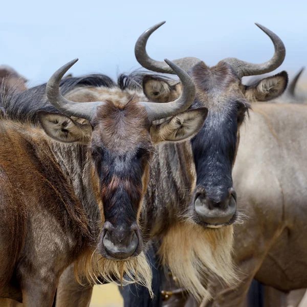 Retrato de um gnu, Parque Nacional do Quênia — Fotografia de Stock