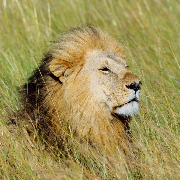 Zamknąć lew w Parku Narodowego Kenii — Zdjęcie stockowe