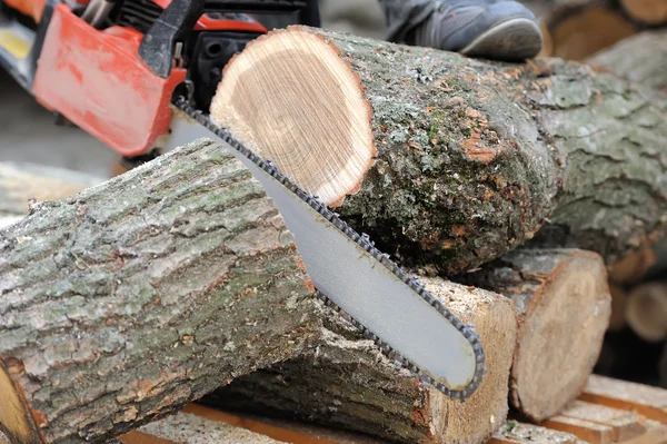 Kettensäge und Baum — Stockfoto