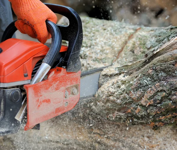 Chainsaw en boom — Stockfoto