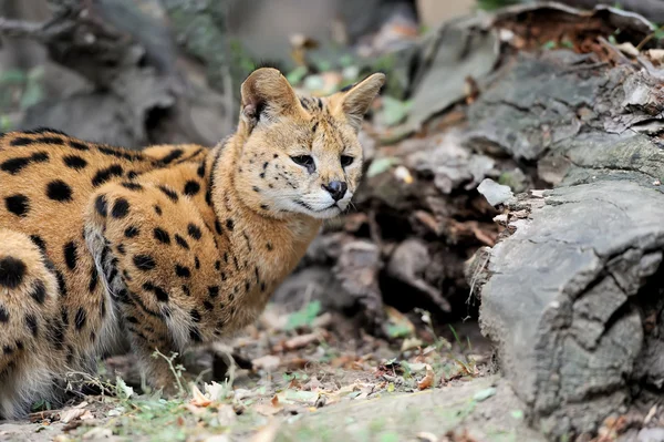 Gato de servicio (Felis serval ) — Foto de Stock