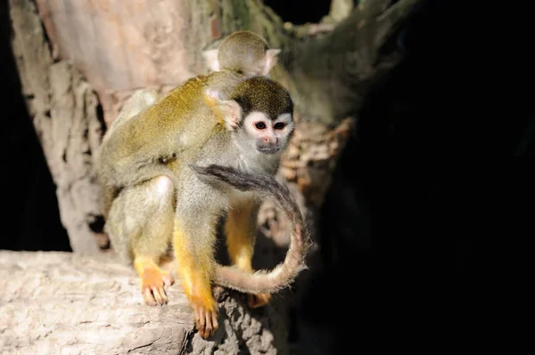 常见松鼠猴子 — 图库照片