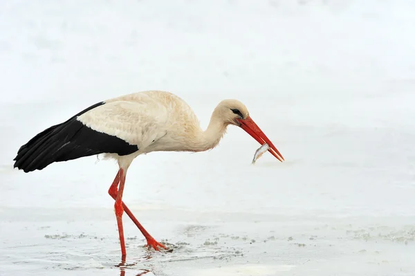 Stork at the winter park — Stock Photo, Image