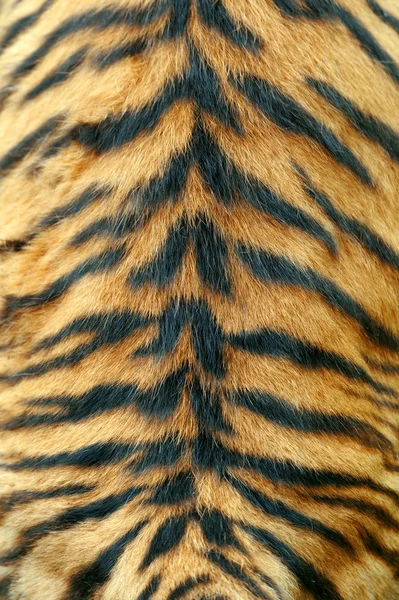Texture of real tiger skin — Stock Photo, Image