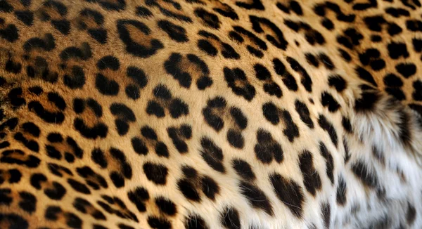 Retrato de leopardo sobre fundo escuro — Fotografia de Stock