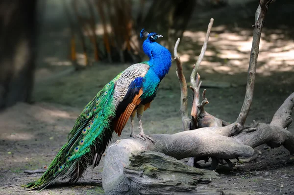 Dalda peacock — Stok fotoğraf