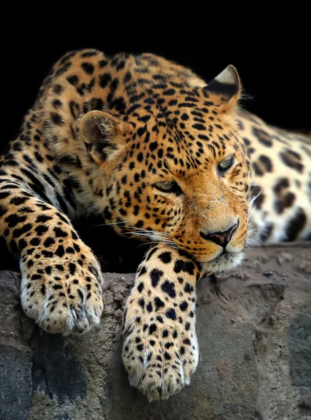 Retrato de leopardo sobre fundo escuro — Fotografia de Stock