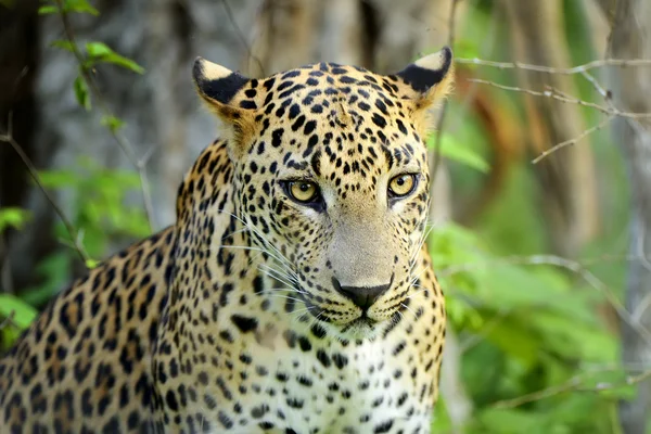 Leopard i naturen — Stockfoto