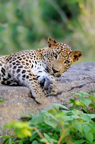 Leopardo in natura — Foto Stock