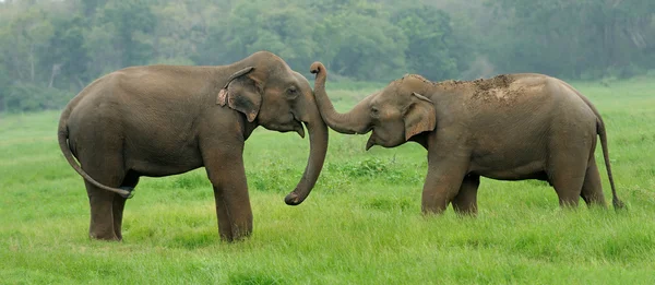 Elefantes en el Parque Nacional de Sri Lanka — Foto de Stock
