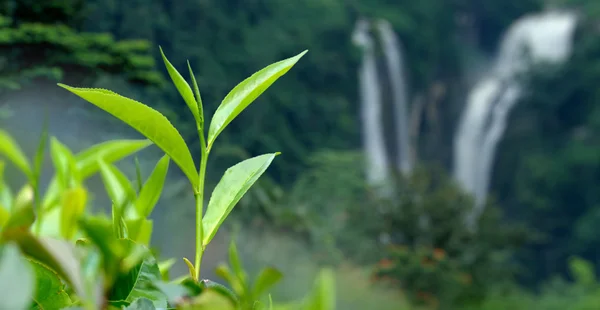 Foglie di tè e cascata — Foto Stock