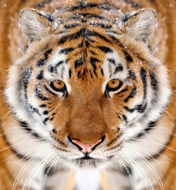 Kış tine Tiger portresi