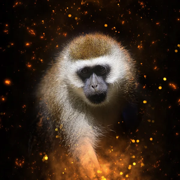 Retrato de macaco no fogo — Fotografia de Stock