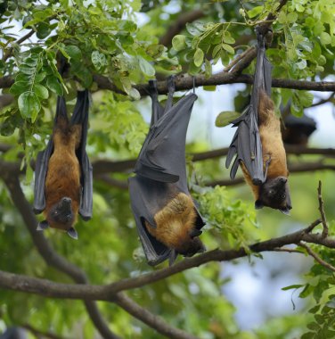 Flying fox on a branch clipart