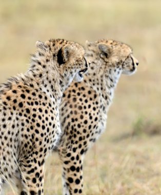 Wild african cheetah clipart