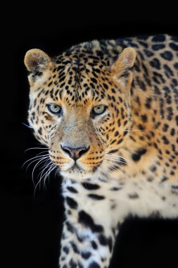 koyu arka plan üzerinde leopar portre