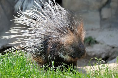 Porcupine on grass clipart
