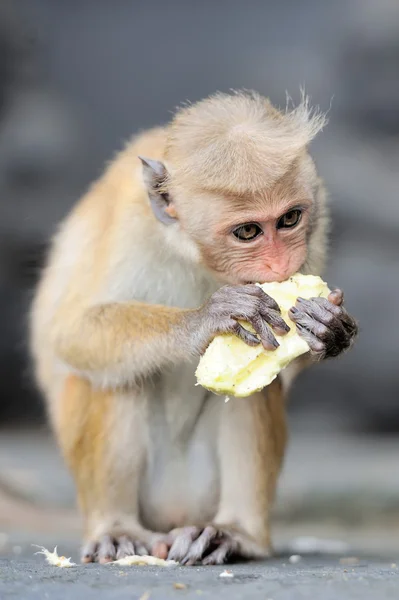 Aap in de levende natuur — Stockfoto