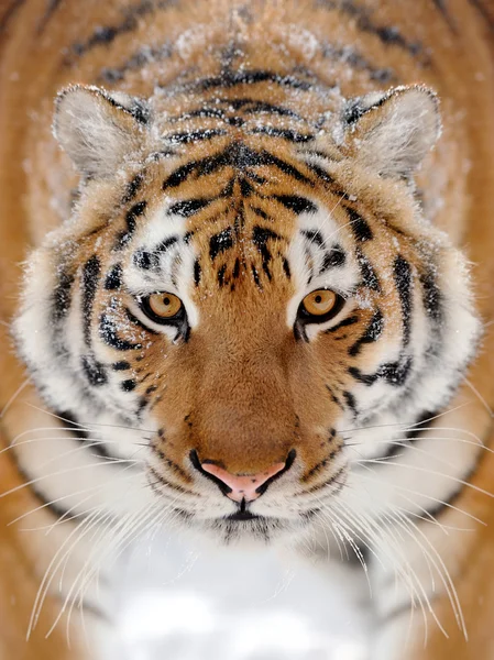 Portait tiger in winter — Stock Photo, Image