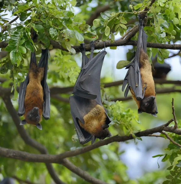 Flying fox på en gren — Stockfoto