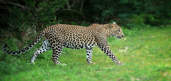 Leopardo em estado selvagem no Sri Lanka — Fotografia de Stock