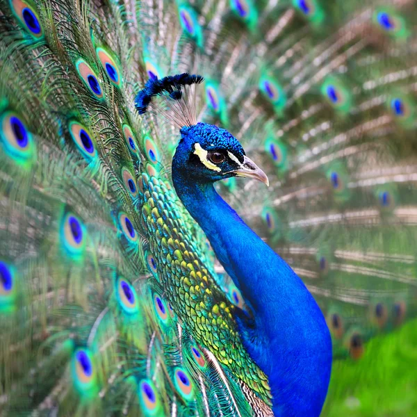Retrato de belo pavão — Fotografia de Stock