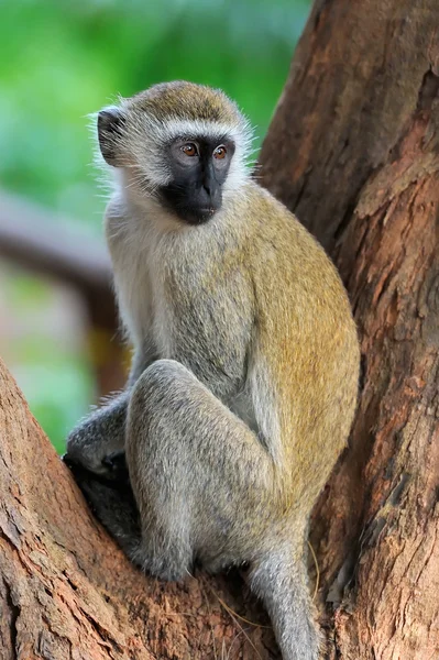 Vervet maymun ağacı üzerinde