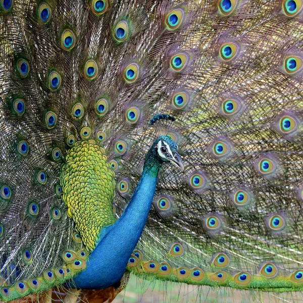 Portrait of beautiful peacock — Stock Photo, Image