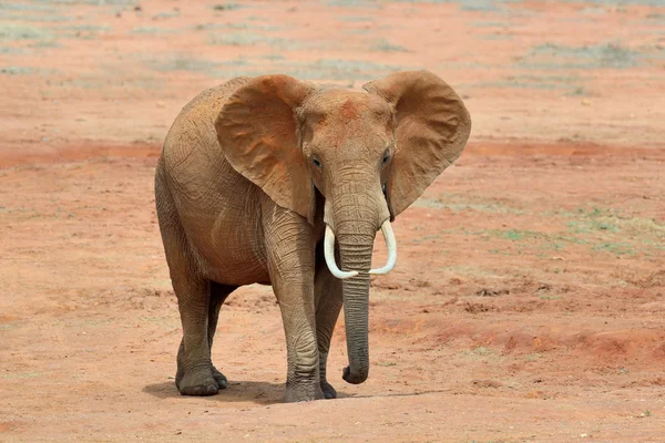 Elefante no parque nacional do Quênia — Fotografia de Stock