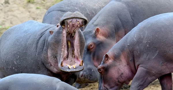 Οικογένεια ιπποπόταμος (amphibius Hippopotamus) — Φωτογραφία Αρχείου