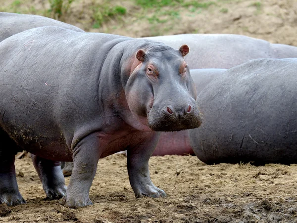 Hroší rodinka (Hippopotamus amphibius) — Stock fotografie