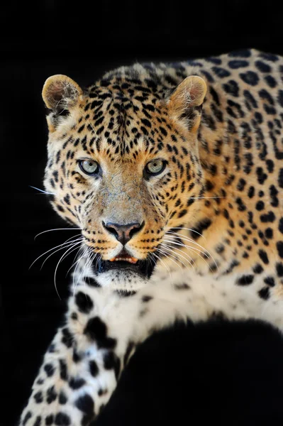 Retrato de leopardo sobre fondo oscuro — Foto de Stock