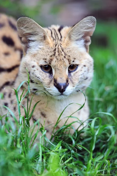 Szervál macska (Felis serval) — Stock Fotó