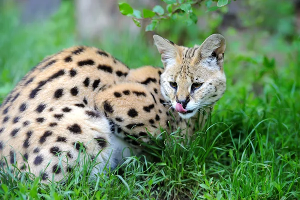 Serval cat (Felis serval) — Stock Photo, Image