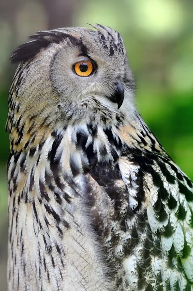 Wild jonge uil portret — Stockfoto