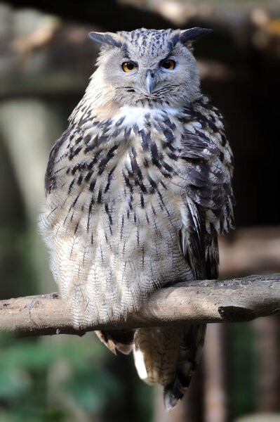 Wild young owl portrait 