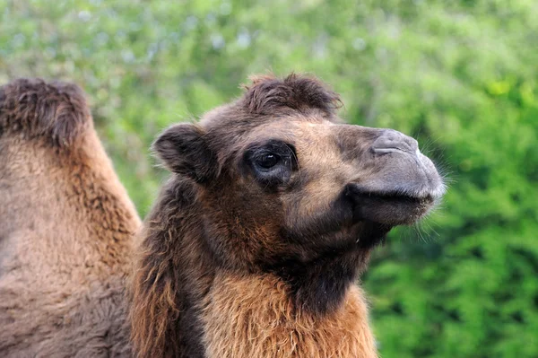 Cabeça de camelo no fundo da natureza — Fotografia de Stock
