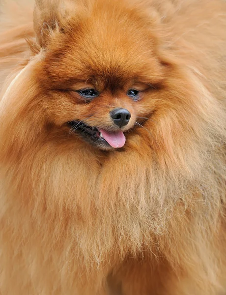 Close-up pomeranian dog — Stock Photo, Image
